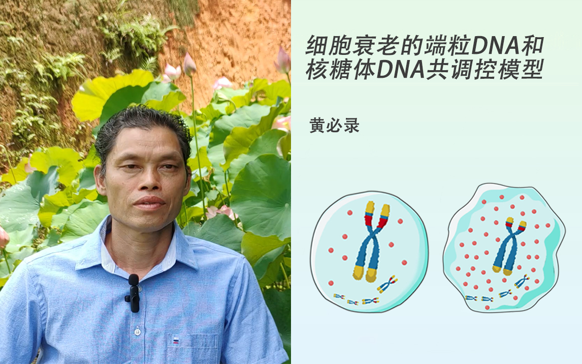Cellular Aging Research